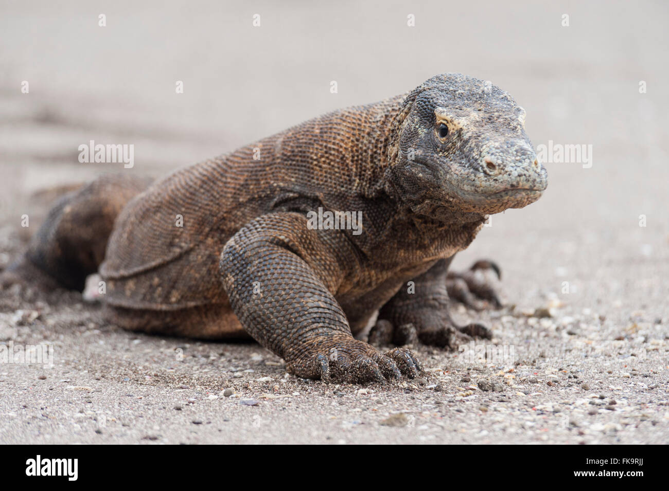 The Komodo dragon (Varanus komodoensis) is a large species of lizard found in the Indonesian islands of Komodo. It is the larges Stock Photo