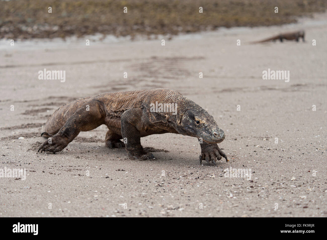 The Komodo dragon (Varanus komodoensis) is a large species of lizard found in the Indonesian islands of Komodo. It is the larges Stock Photo