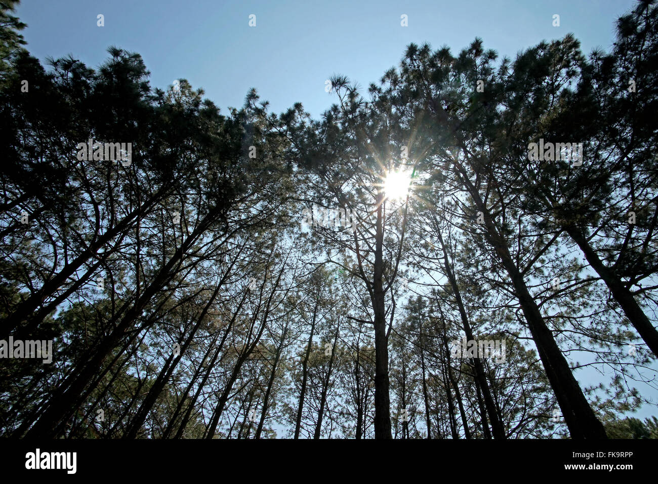 green pine tree forest with beautiful sky background Stock Photo - Alamy