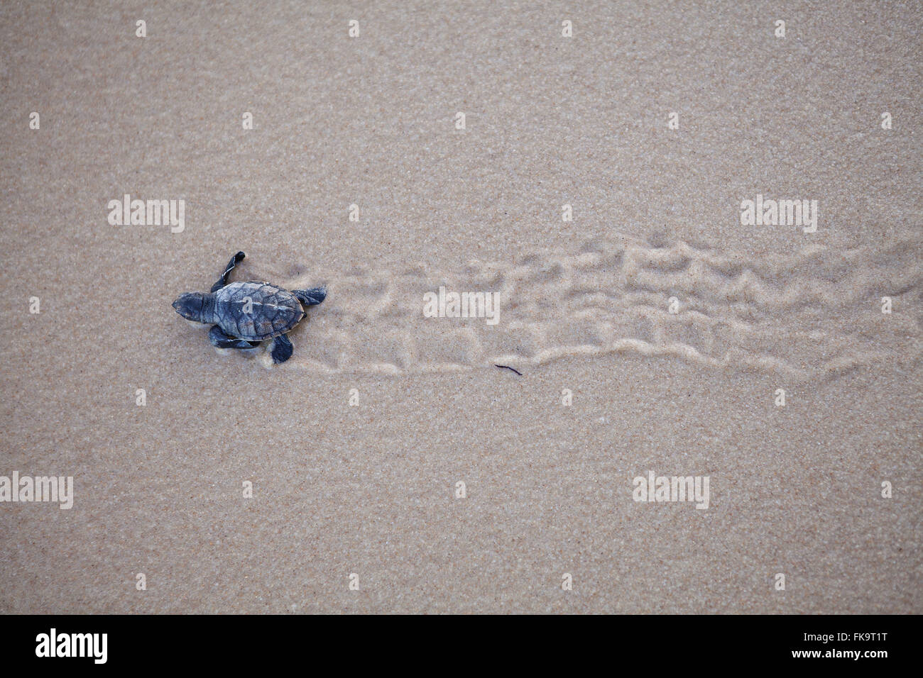 Young loggerhead toward the ocean in Praia do Forte Stock Photo