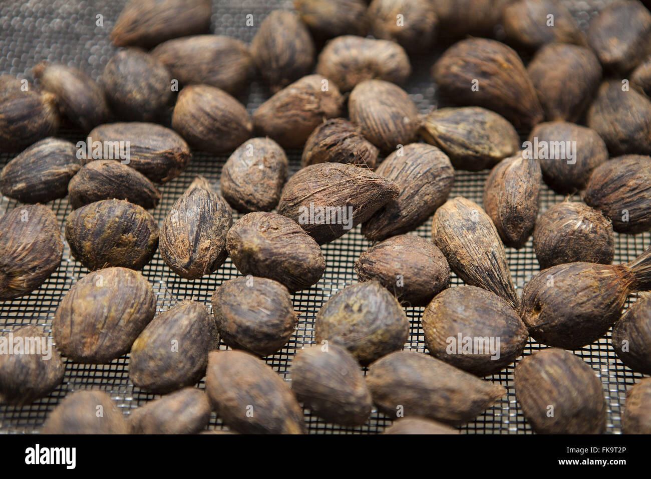 Oil palm seeds on farm planting rain forest for reforestation Stock Photo