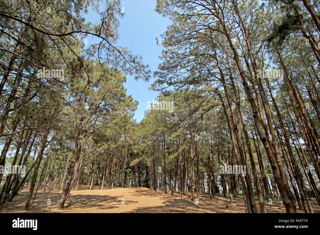 green pine tree forest with beautiful sky background Stock Photo - Alamy
