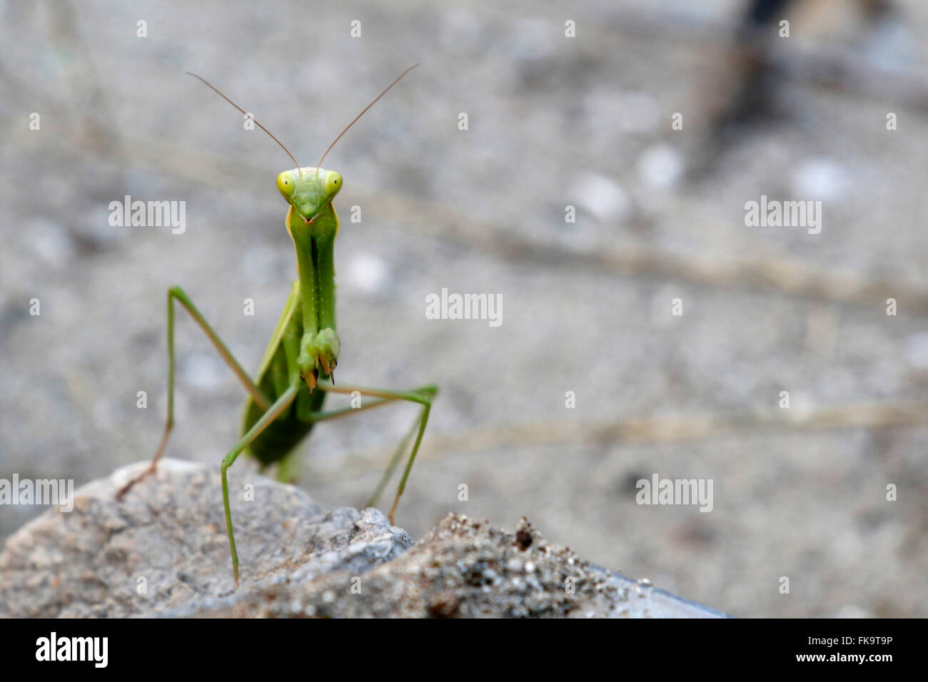 Praying Mantis standing on the little rock Stock Photo
