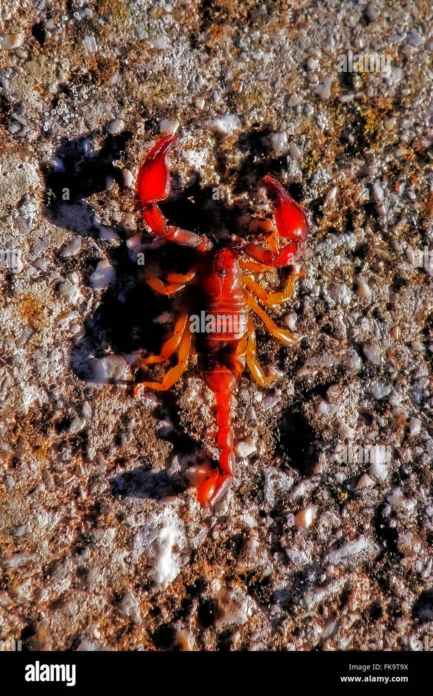 Red scorpion hi-res stock photography and images - Alamy