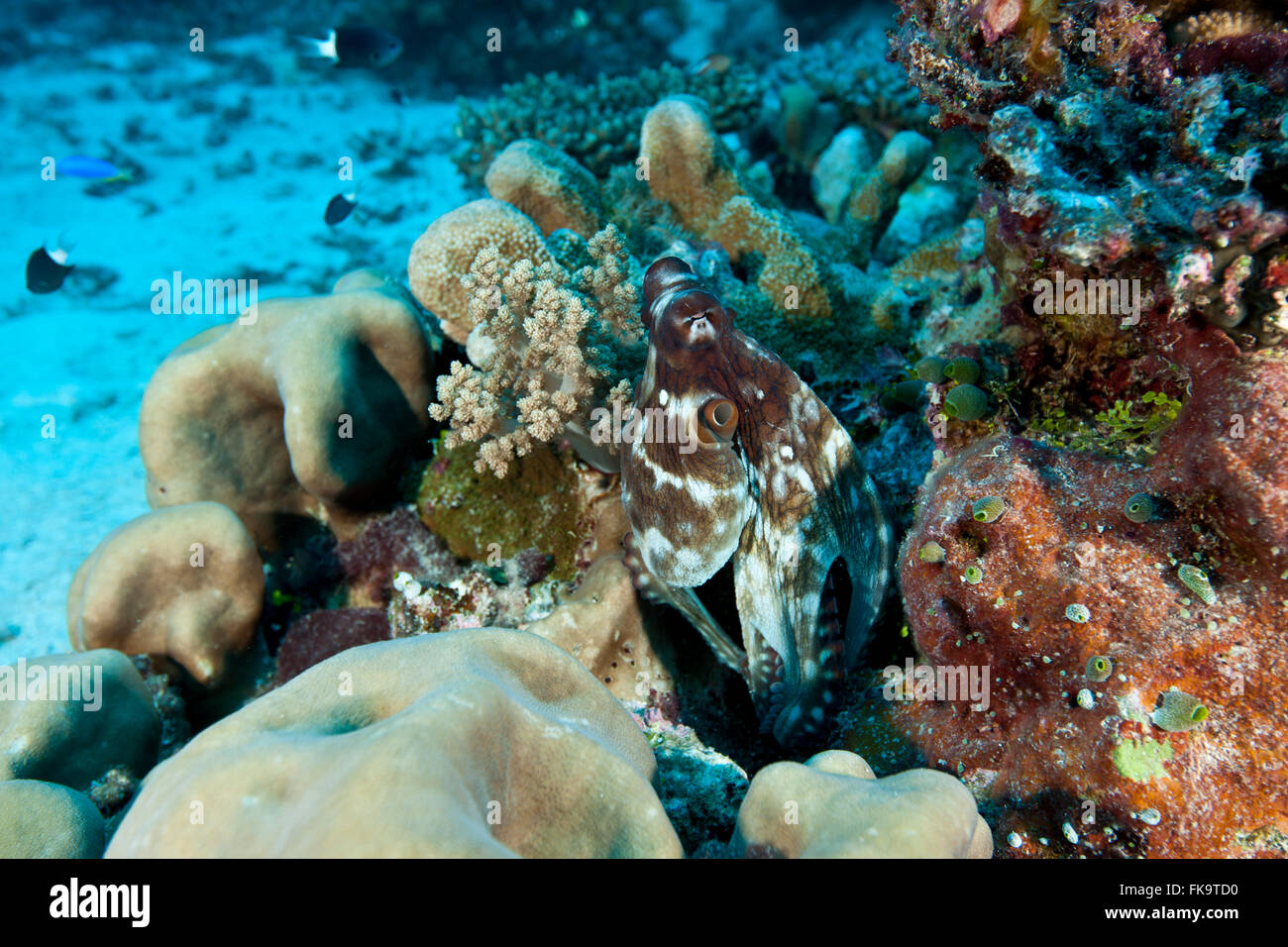 Reef octopus in coral reef {Octopus cyaneus} Stock Photo Alamy