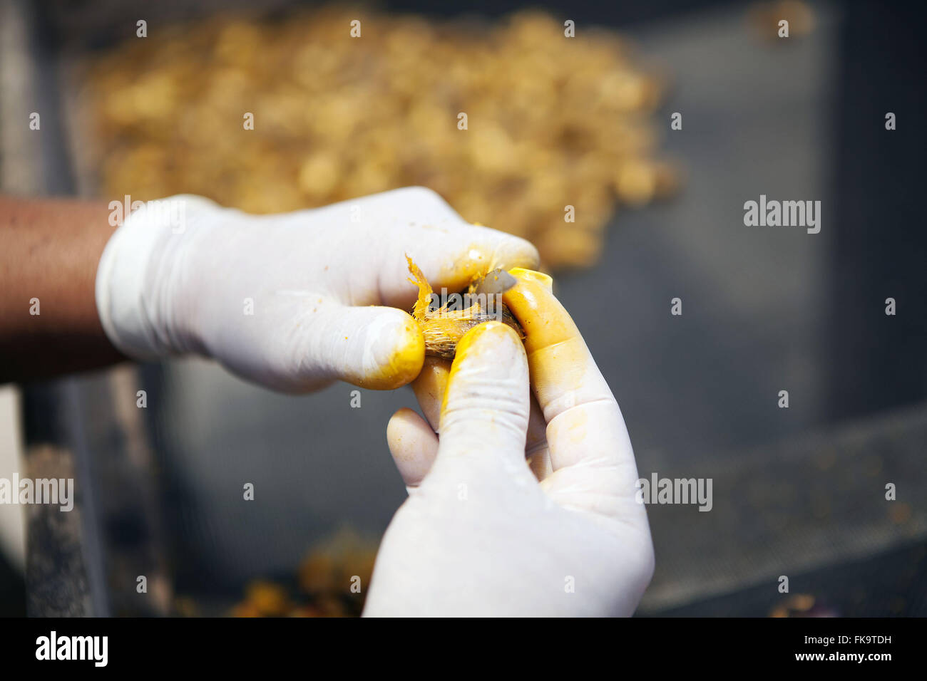 Processing of oil palm seeds on farm planting rain forest for reforestation Stock Photo