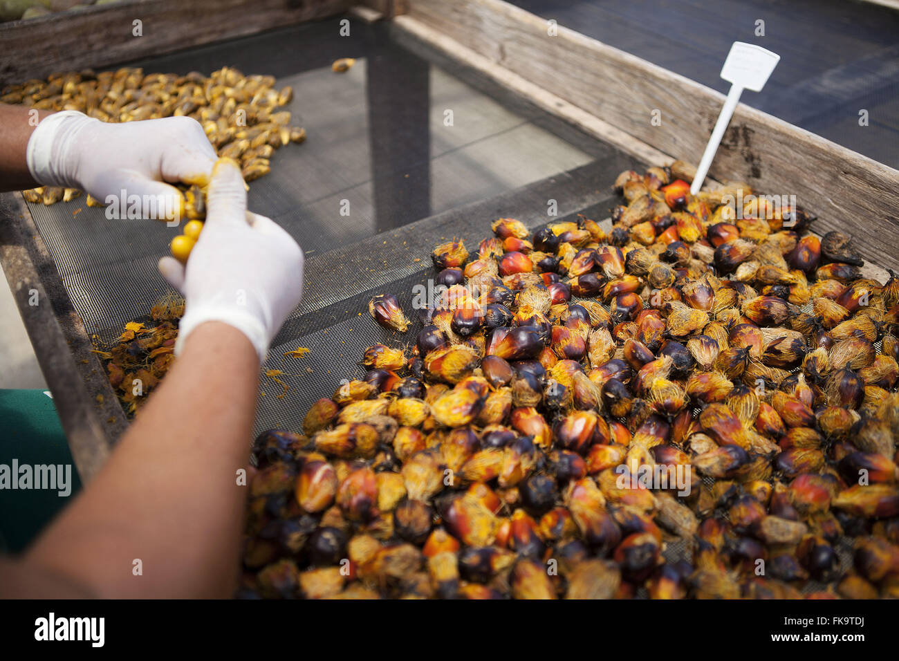 Processing of oil palm seeds on farm planting rain forest for reforestation Stock Photo