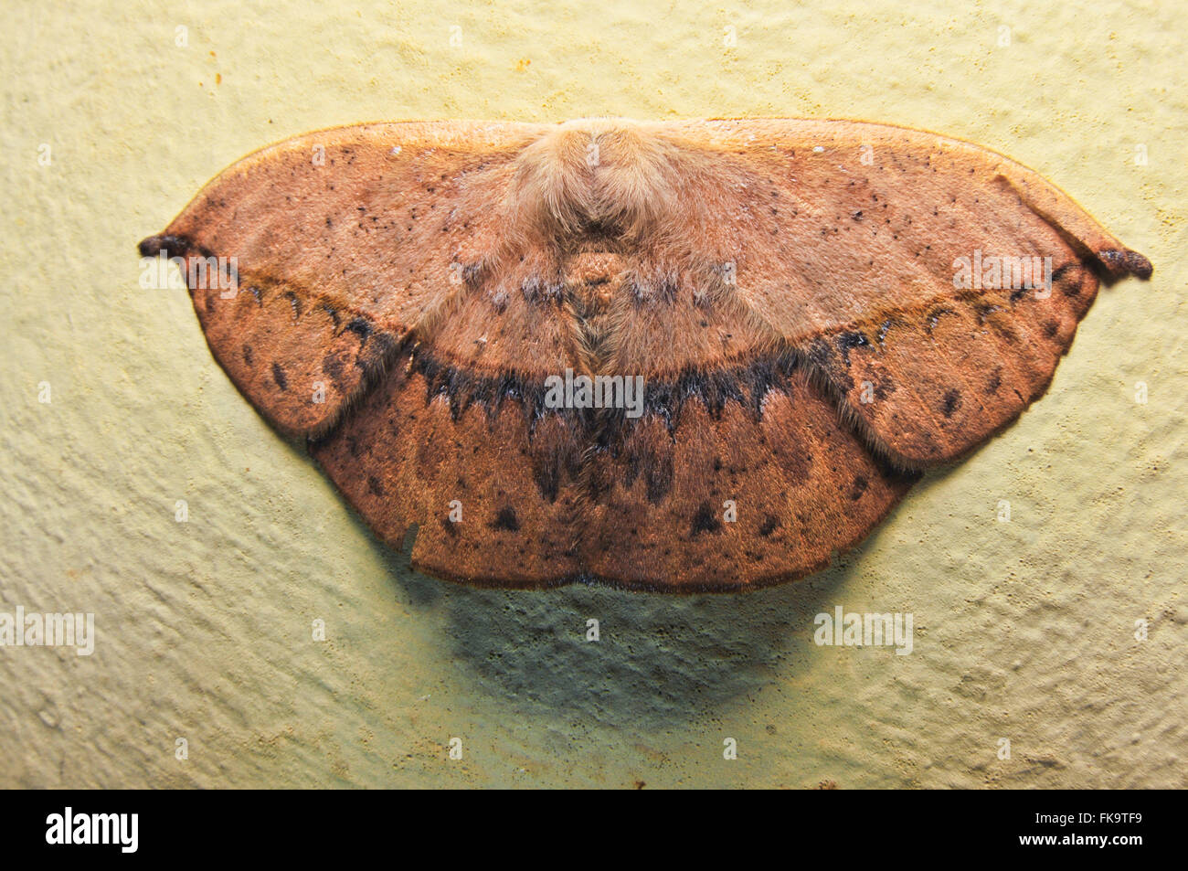 Daytime moth hi-res stock photography and images - Alamy