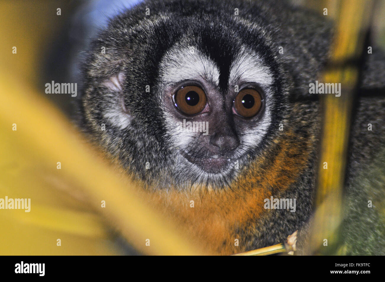 Monkey Night-- Aotus trivirgatus Stock Photo