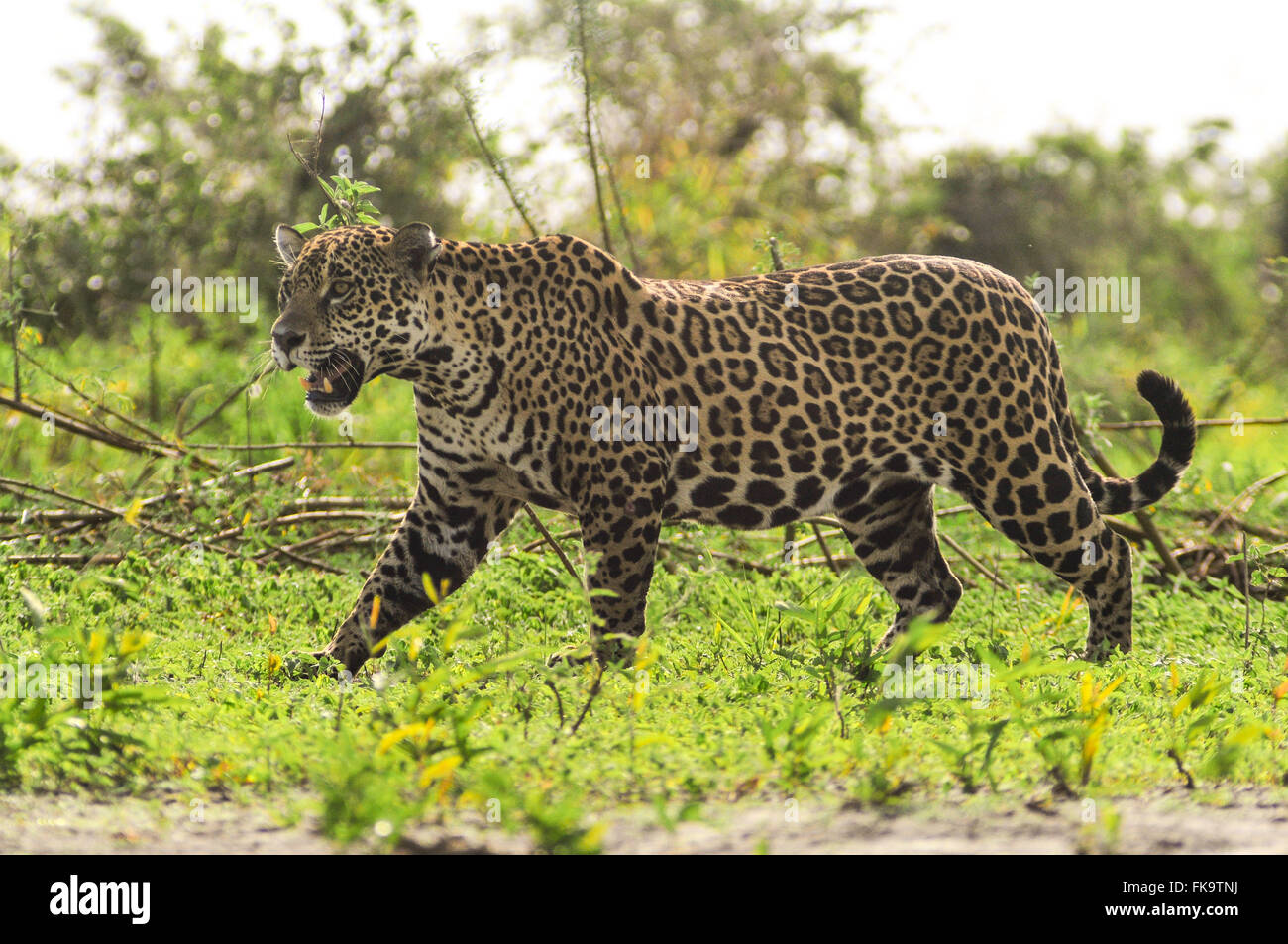 Jaguar - Panthera onca palustris Stock Photo