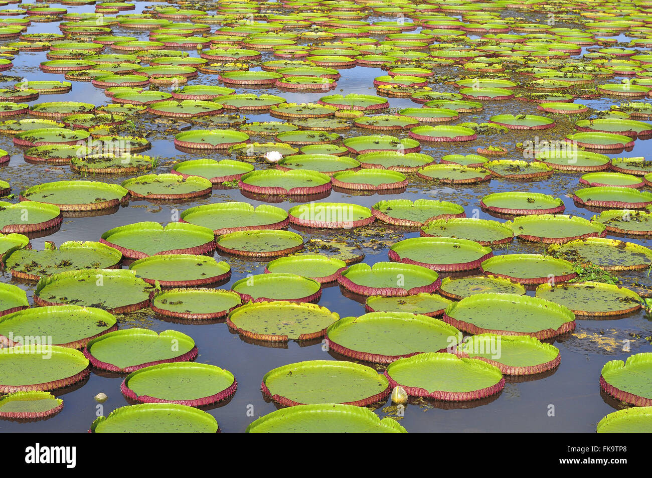 Water lilies in Alto Pantanal Stock Photo