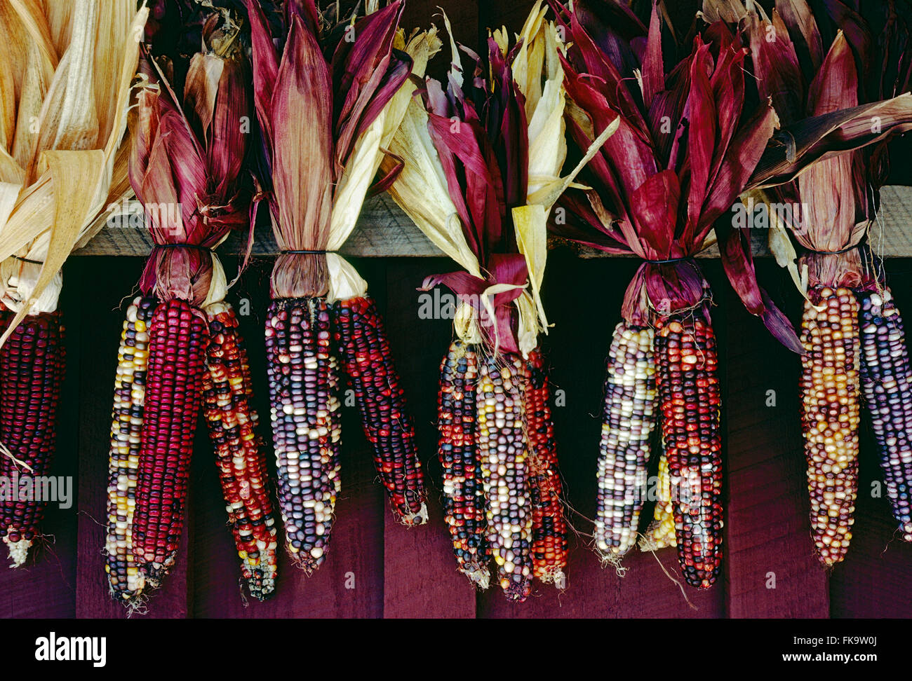 Colorful Indian Corn cobs hanging on display at Pennsylvania farmstand Stock Photo