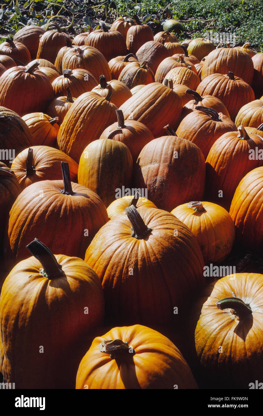 Colorful orange pumpkins lined up at farmstand Stock Photo