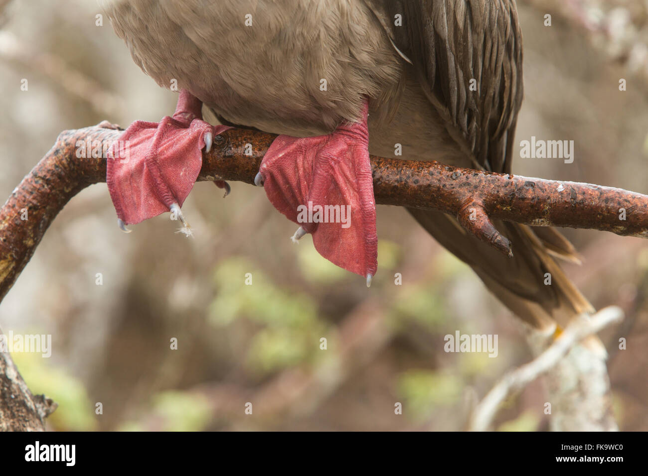 closeup of bird with red feet Stock Photo Alamy