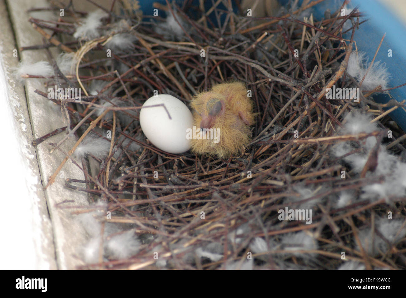 Newly hatched squab of the rock pigeon (Columba livia) sitting next to the pigeon egg in the nest on an urban balcony in Prague, Czech Republic. The nest is pictured few hours after the squab hatched out. Stock Photo