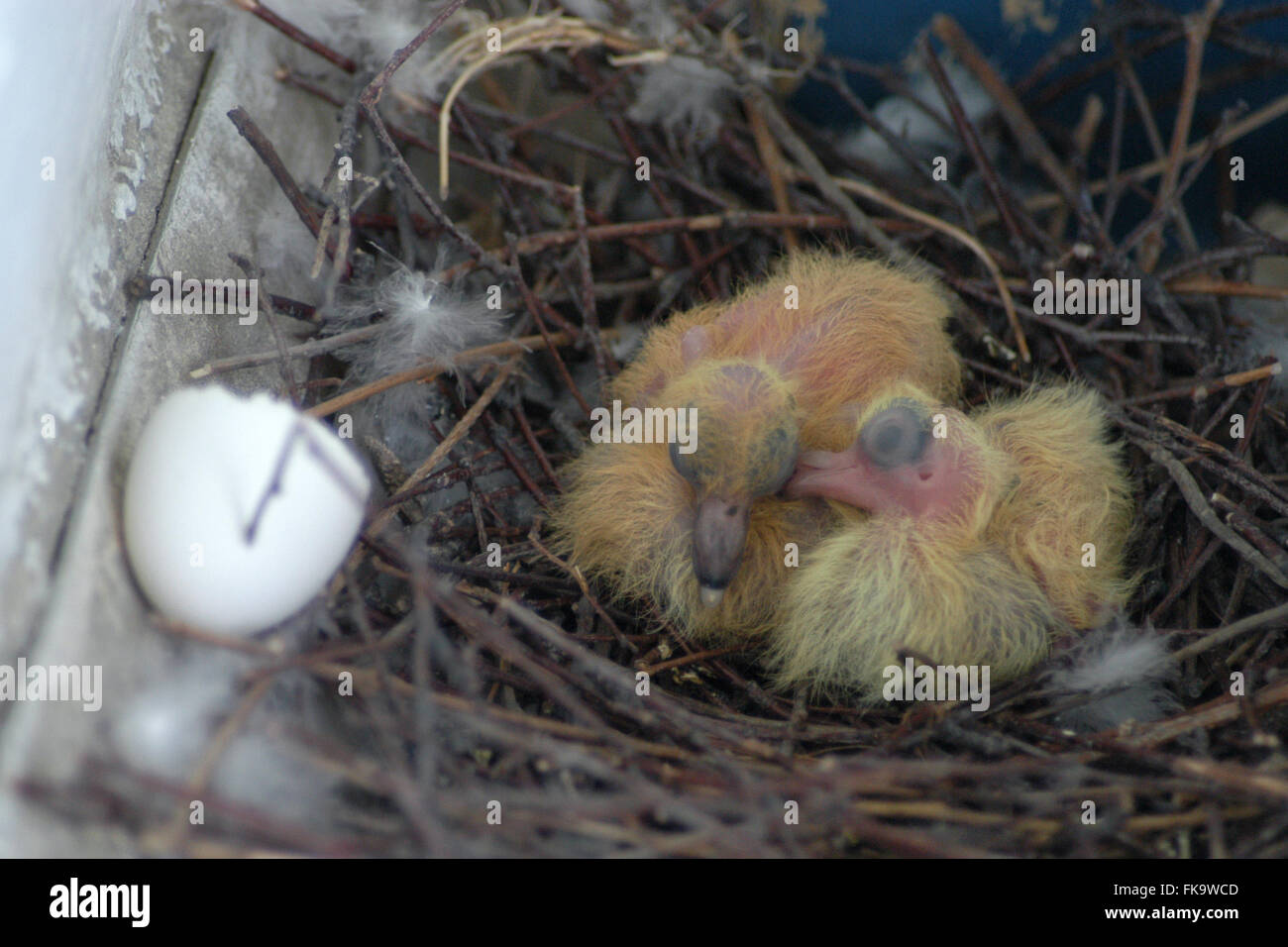 Hatched Pigeon High Resolution Stock Photography And Images Alamy