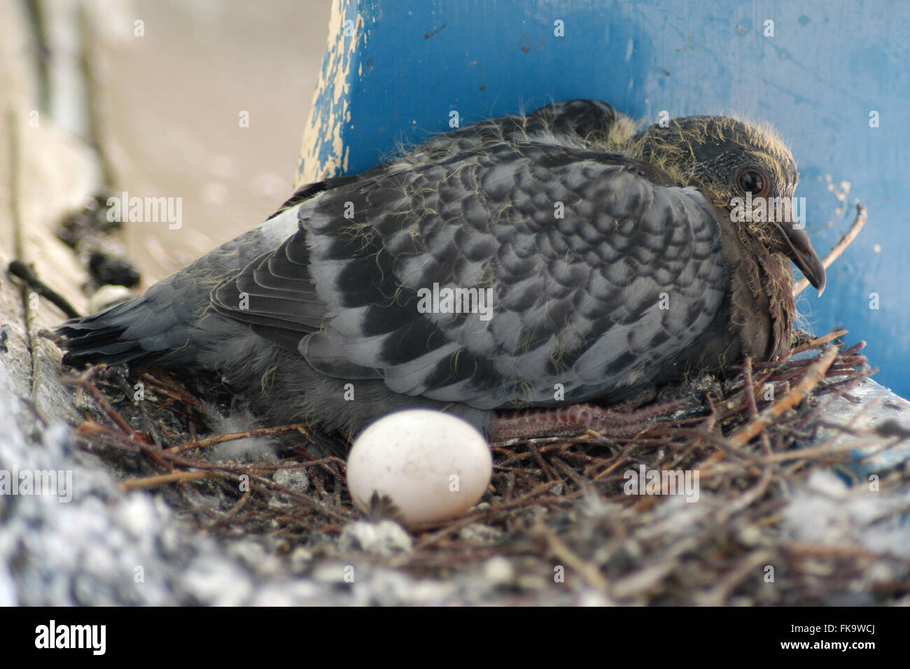 Newly hatched squab of the rock pigeon (Columba livia) sitting next to the pigeon egg in the nest on an urban balcony in Prague, Czech Republic. The nest is pictured 21 days after the squab hatched out. Stock Photo