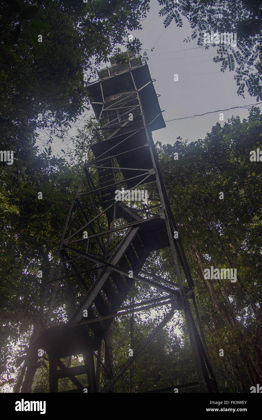 Observation tower in the Amazon forest at dusk Stock Photo Alamy