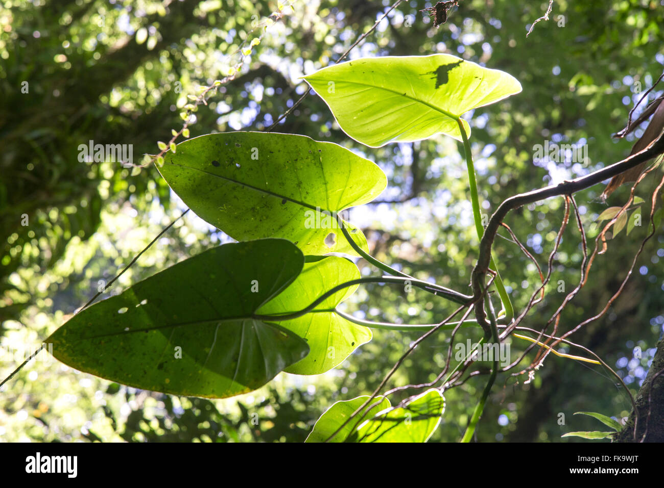 Details of leaves of epiphytes family of Araceae Stock Photo