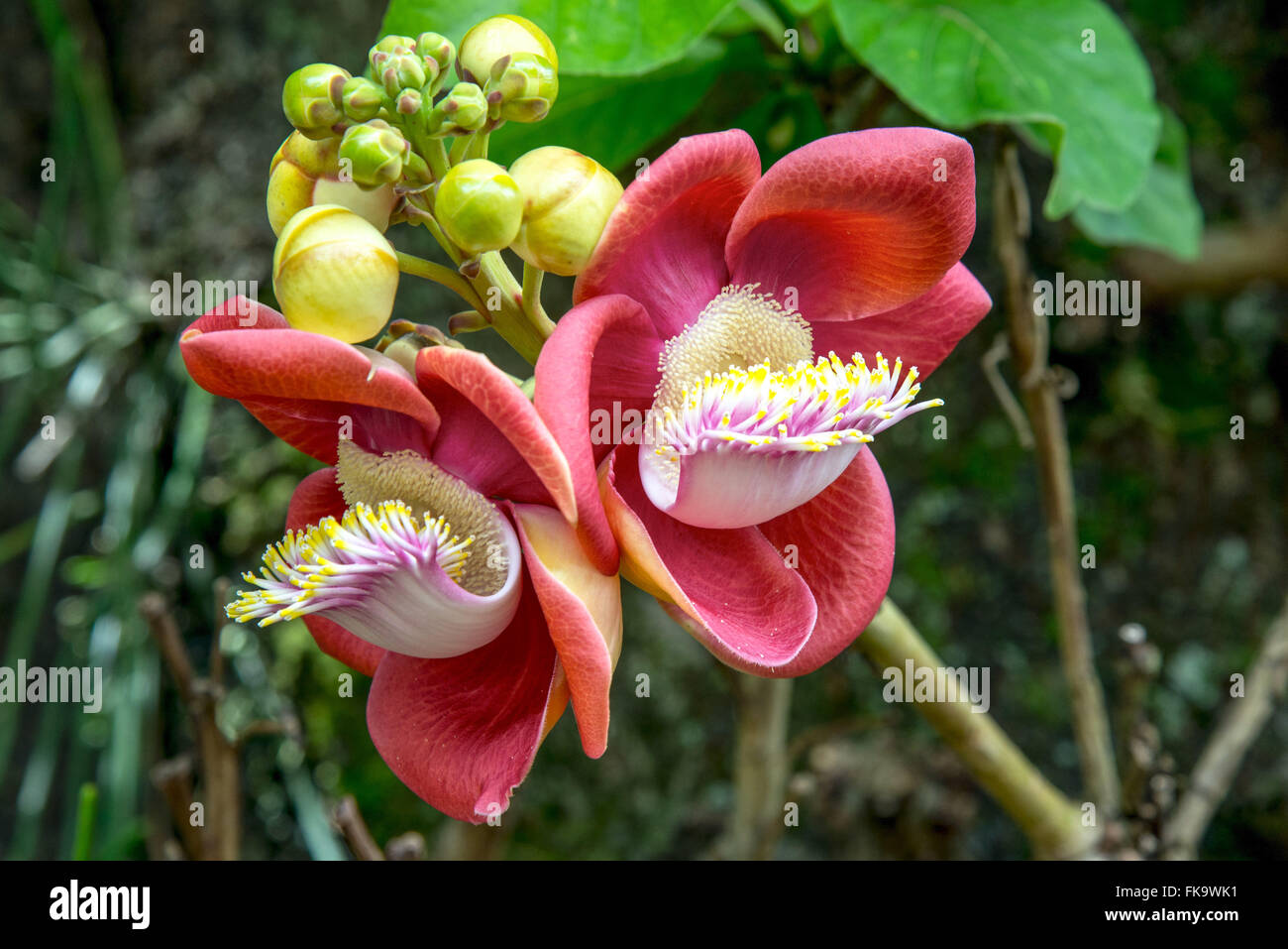 Flowers of apricot-of-monkey - plant native amazon Stock Photo