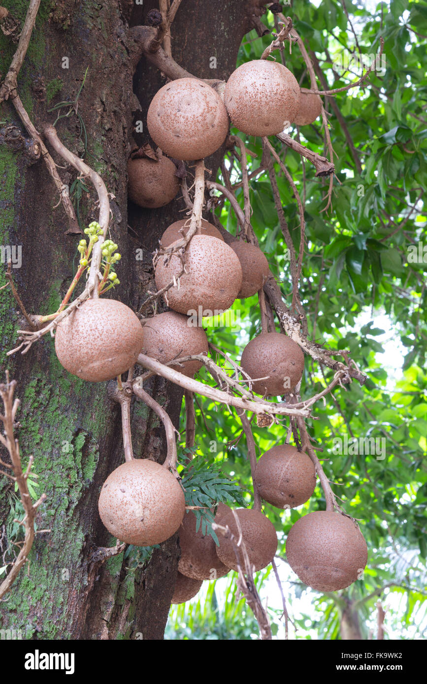 Fruits of apricot-of-monkey - plant native amazon Stock Photo