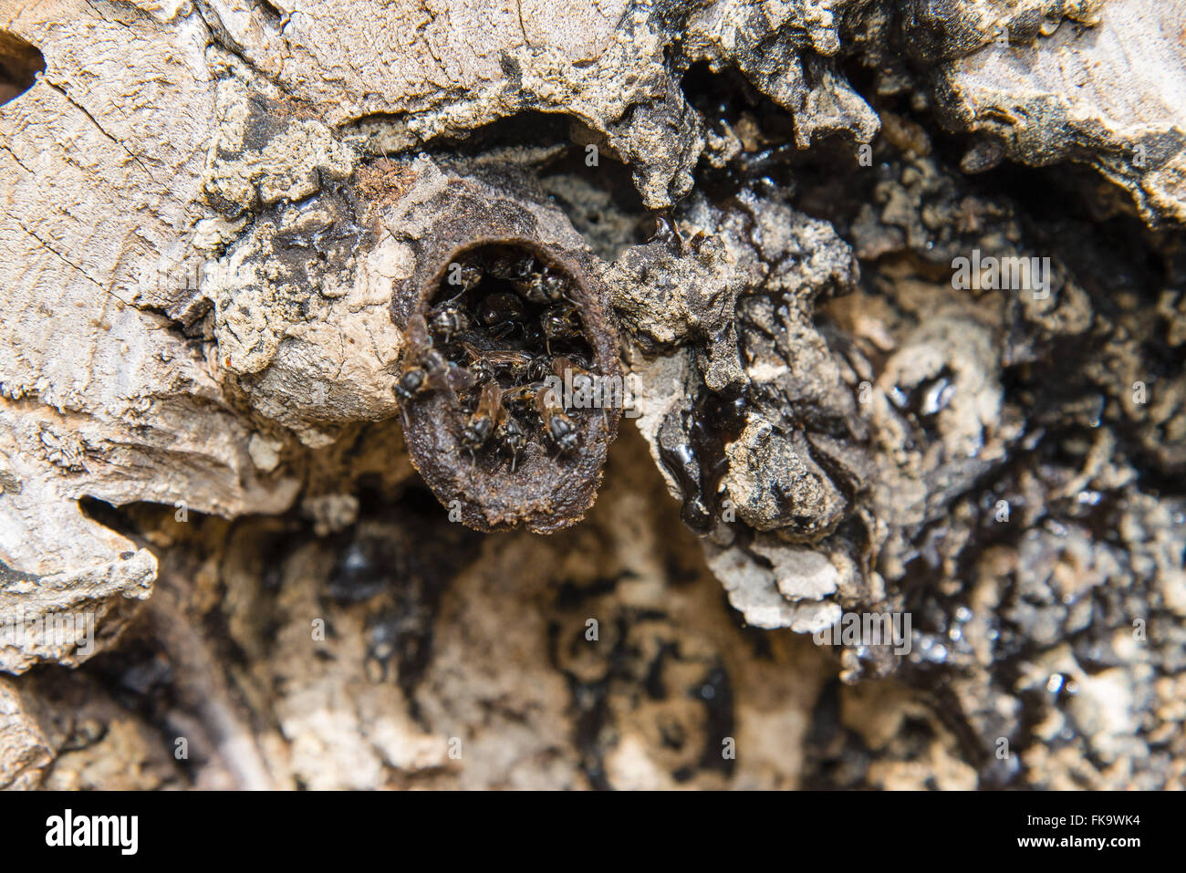 Irapuá bee nest in fallen tree trunk Stock Photo