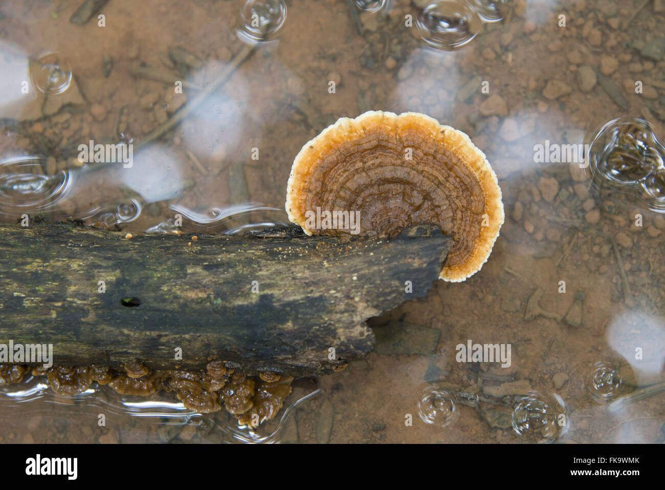 Detail of fungus in the Amazon rainforest Stock Photo