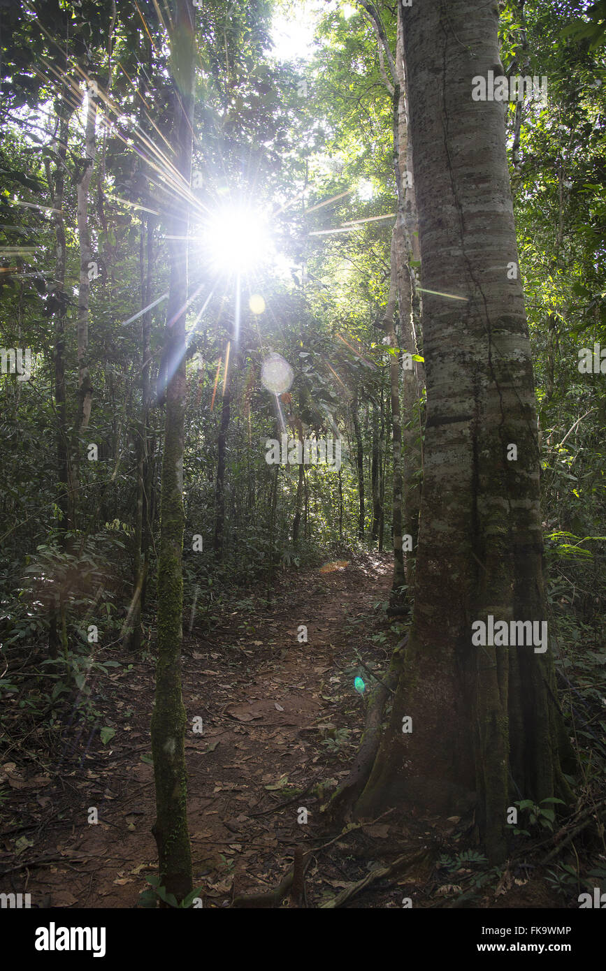Hiking trail in the Amazon rainforest Stock Photo