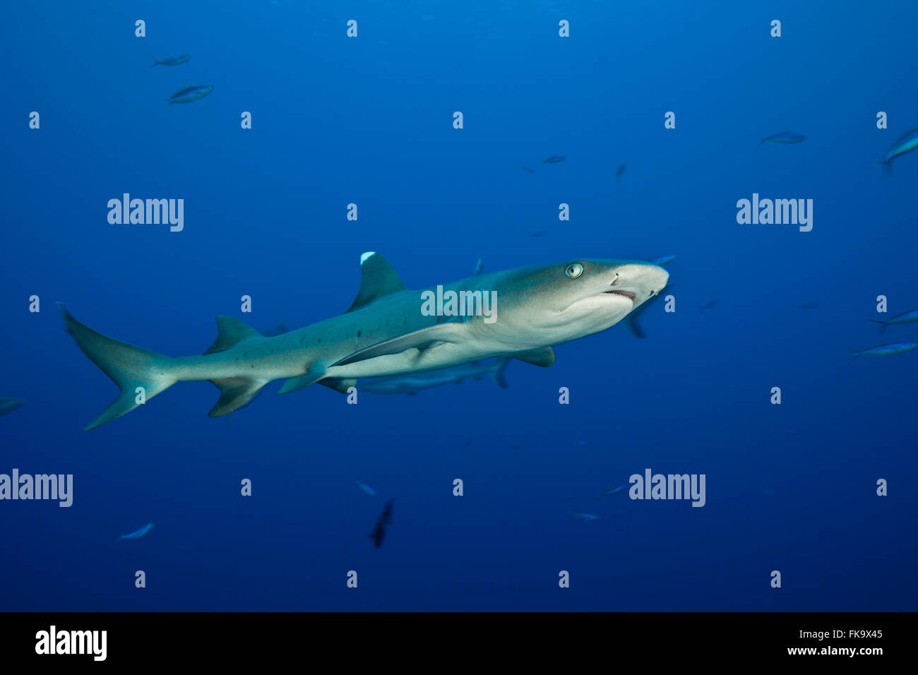 Whitetip reef shark (Triaenodon obesus) and Grey reef sharks (Carcharhinus amblyrhynchos) Stock Photo