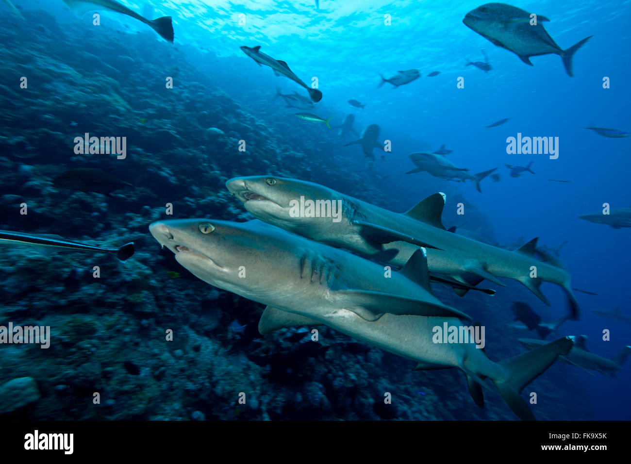 Whitetip reef shark (Triaenodon obesus) and Grey reef sharks (Carcharhinus amblyrhynchos) Stock Photo