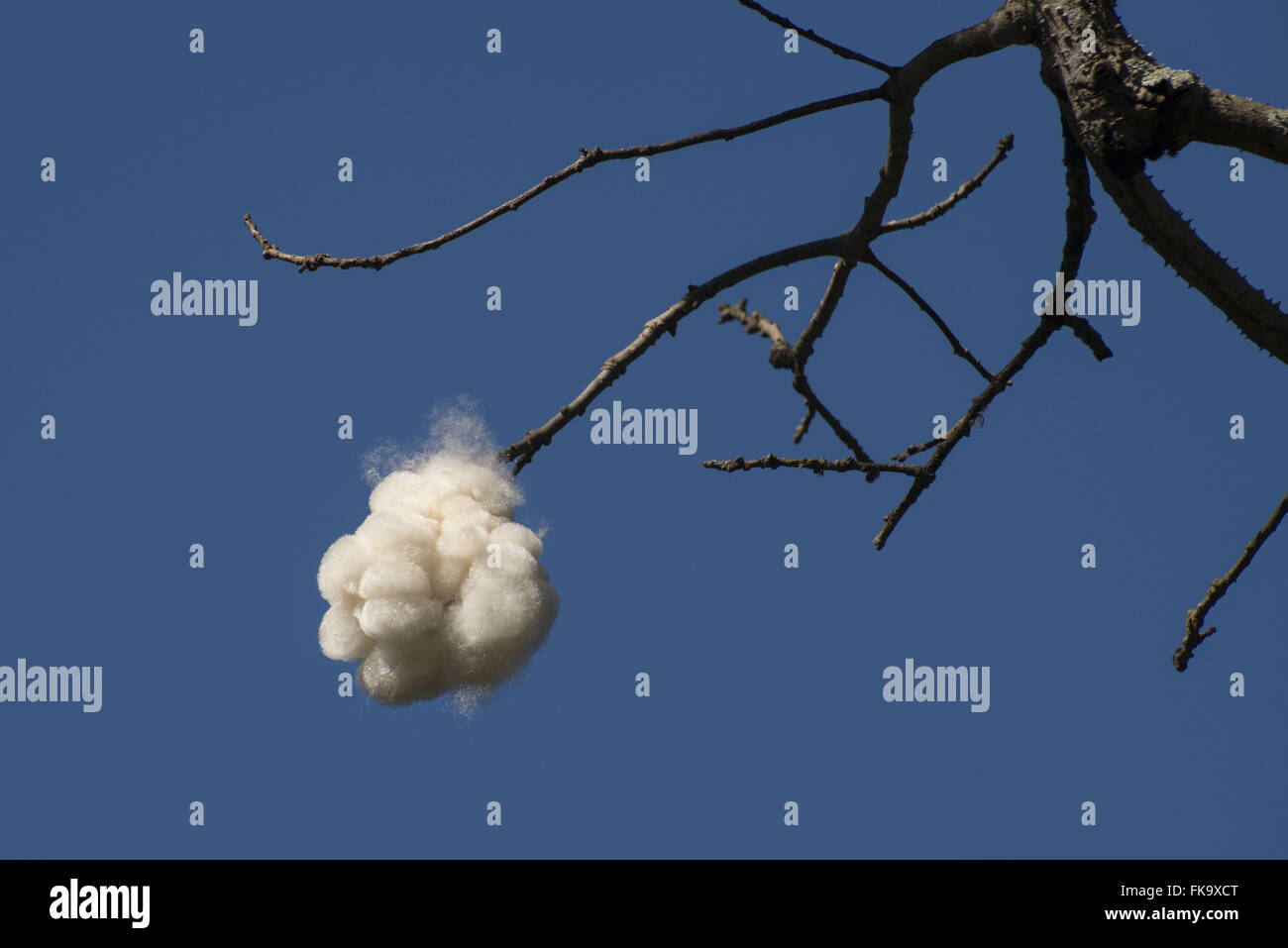 Close flake cotton in cotton tree branch in winter Stock Photo
