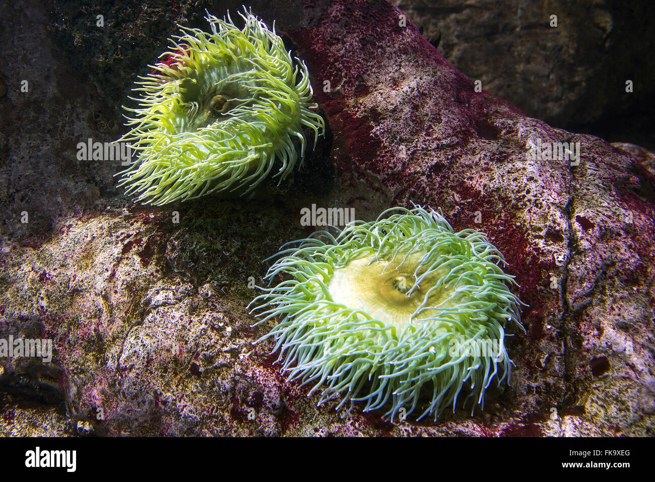 Giant green anemones in the Lisbon Oceanarium Stock Photo