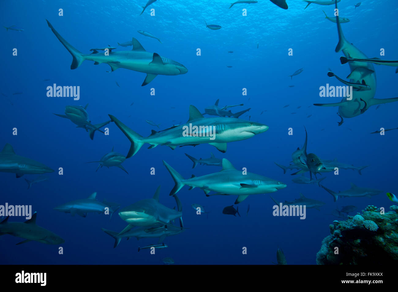 Grey reef sharks (Carcharhinus amblyrhynchos) in the Coral Sea Stock Photo