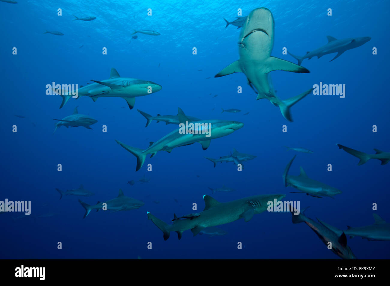 Whitetip reef shark (Triaenodon obesus) and Grey reef sharks ...