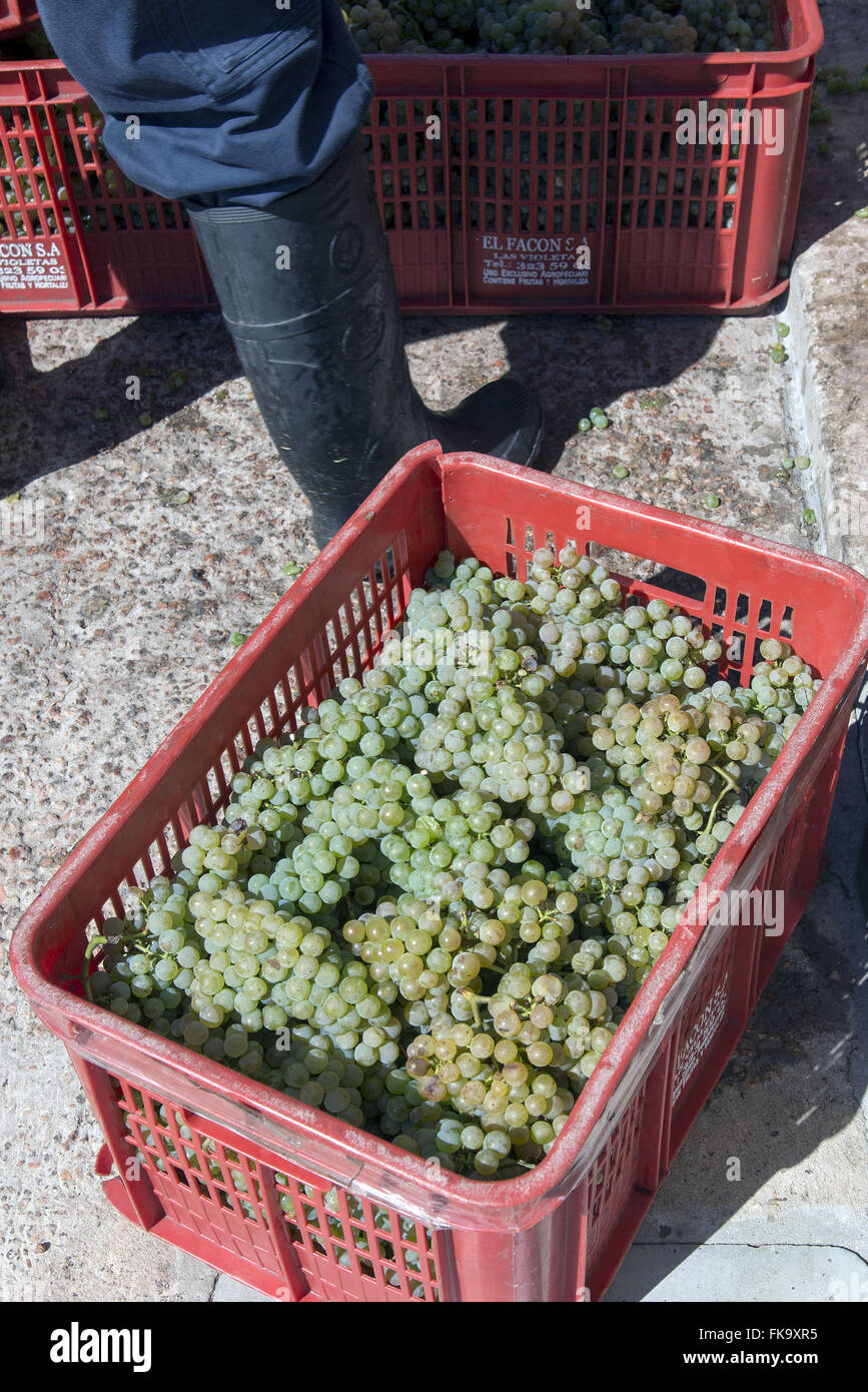 Grapes variety of fresh-cut Alvariño for winemaking Stock Photo