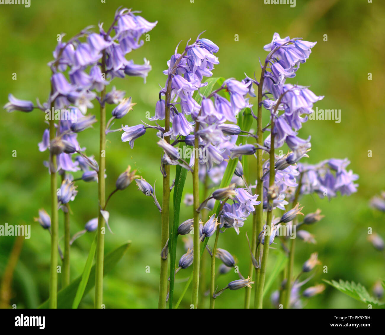 Spanish bluebell (Hyacinthoides hispanica). An introduced species in the UK, and common as a garden escape. Group of plants Stock Photo