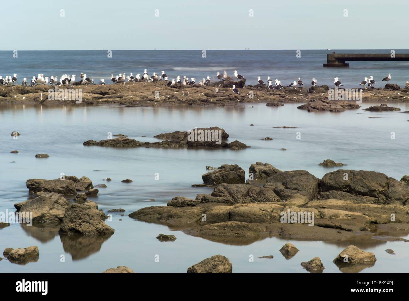 Seagulls on the River Plate margin Stock Photo