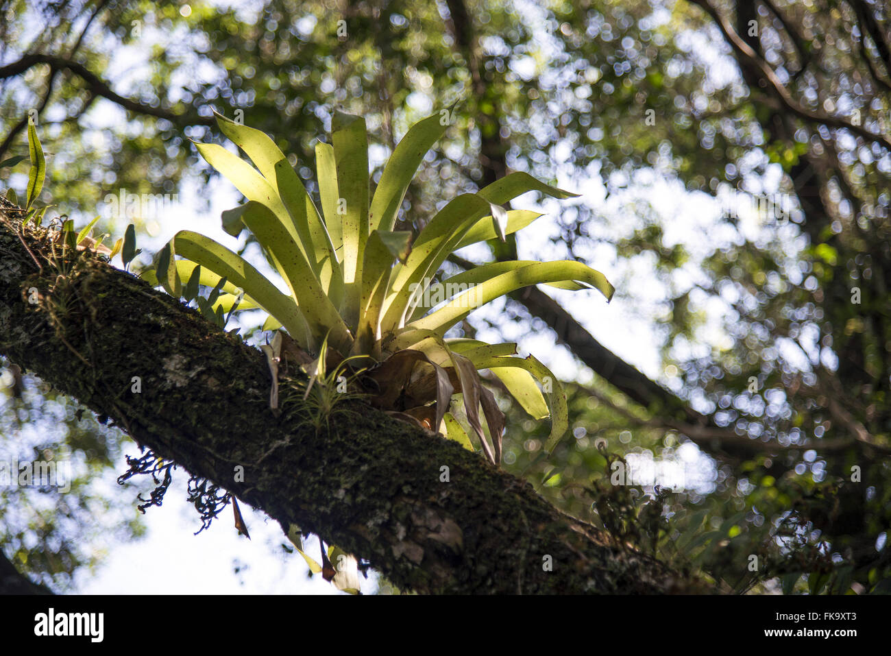 Bromeliad on tree trunk Stock Photo