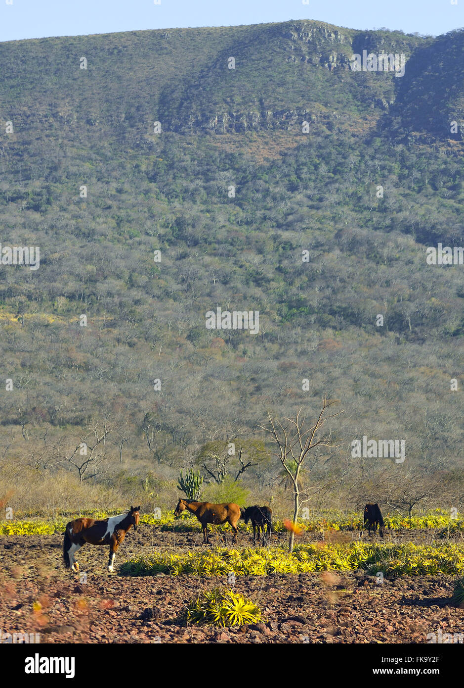 Horses grazing in bromeliad fields - Urucum Massif in the background Stock Photo