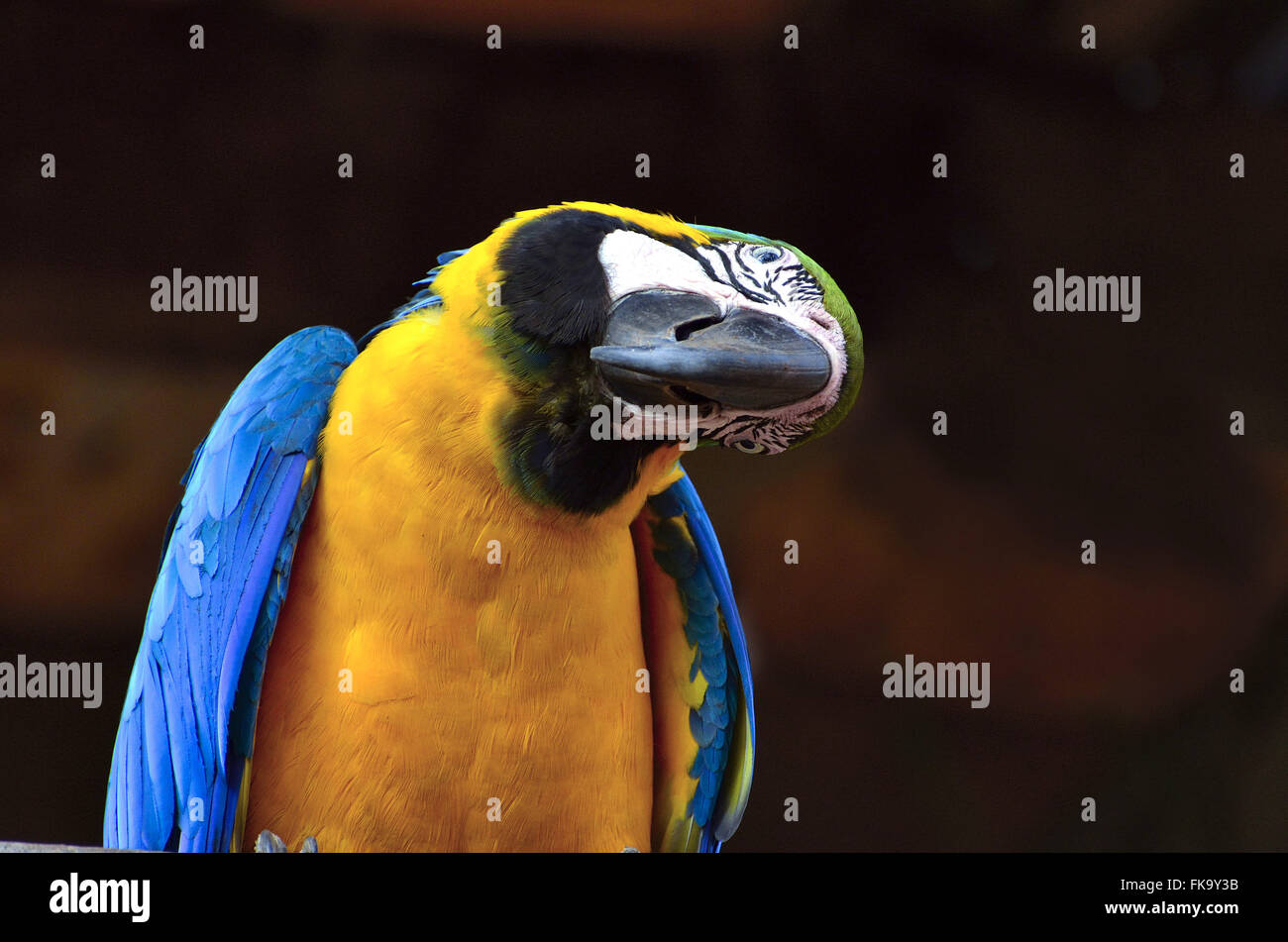 Domesticated macaw caninde Stock Photo