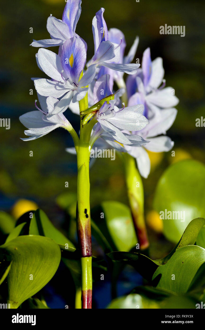 Water hyacinth flower on areas ebb Stock Photo