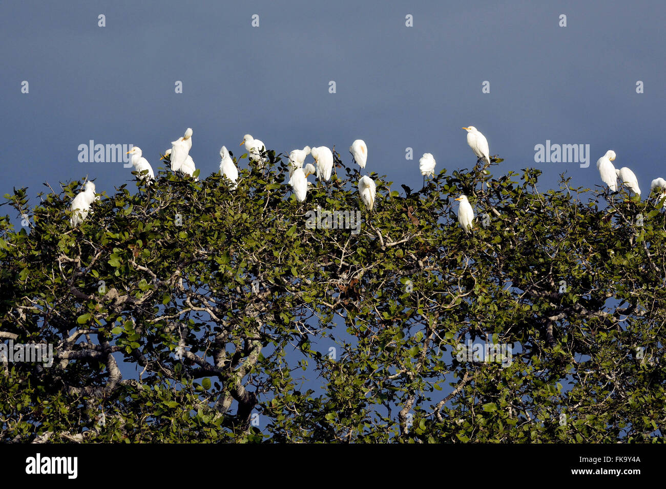 Birds in the canopy of a tree Stock Photo