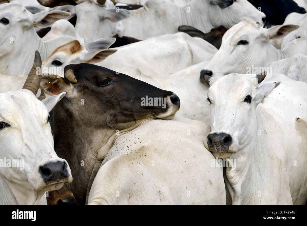 Herd of cattle farm in the Pantanal South Stock Photo