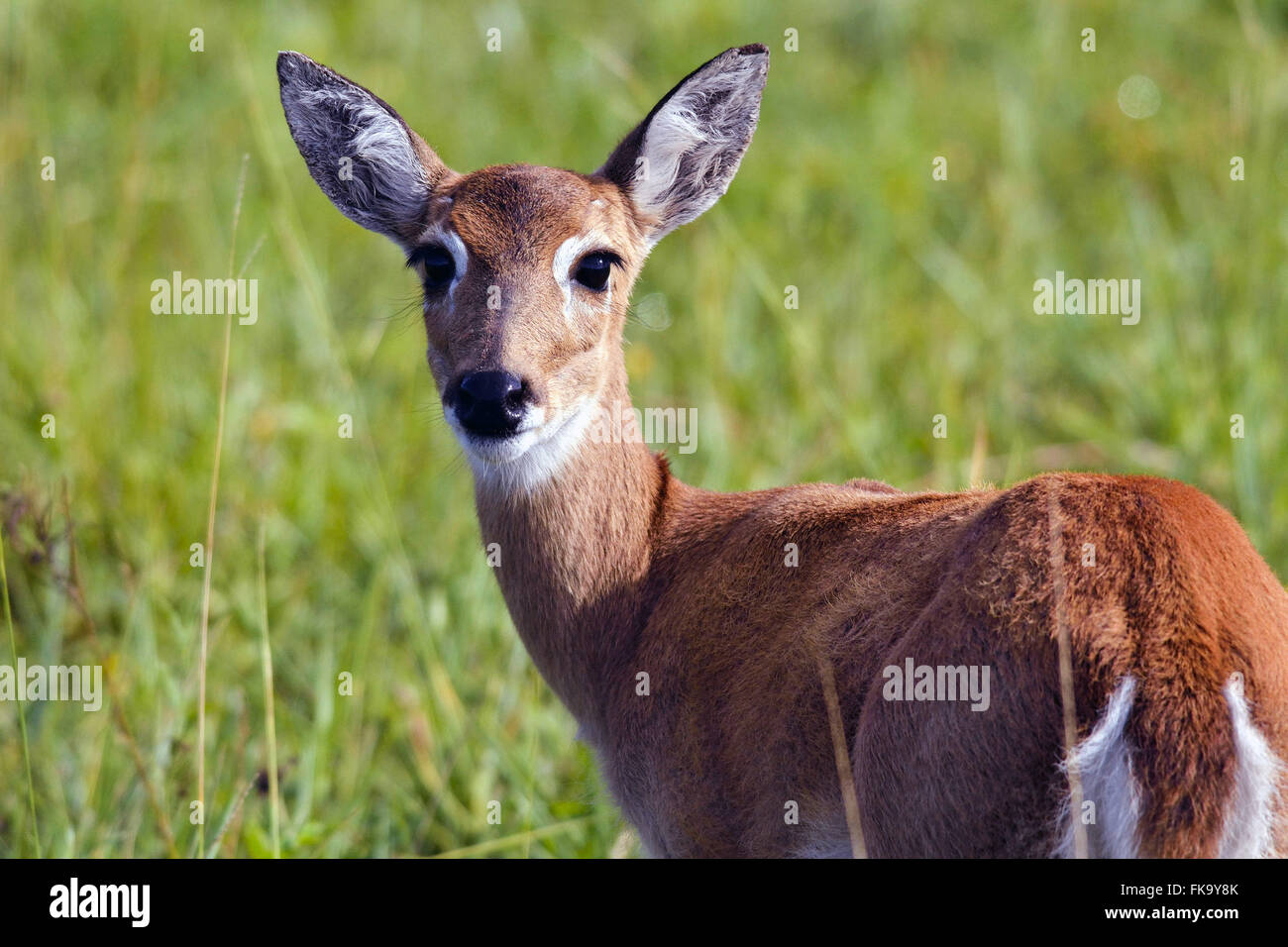 Pampas deer in the Pantanal South Stock Photo