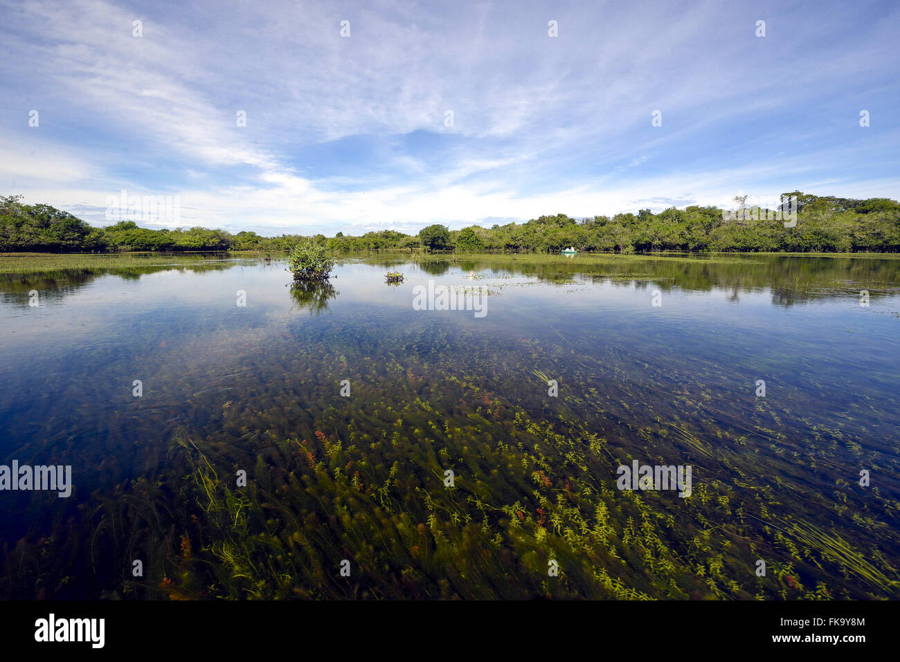 Ebb Castle with water mirror and algae in the background - South Pantanal Stock Photo
