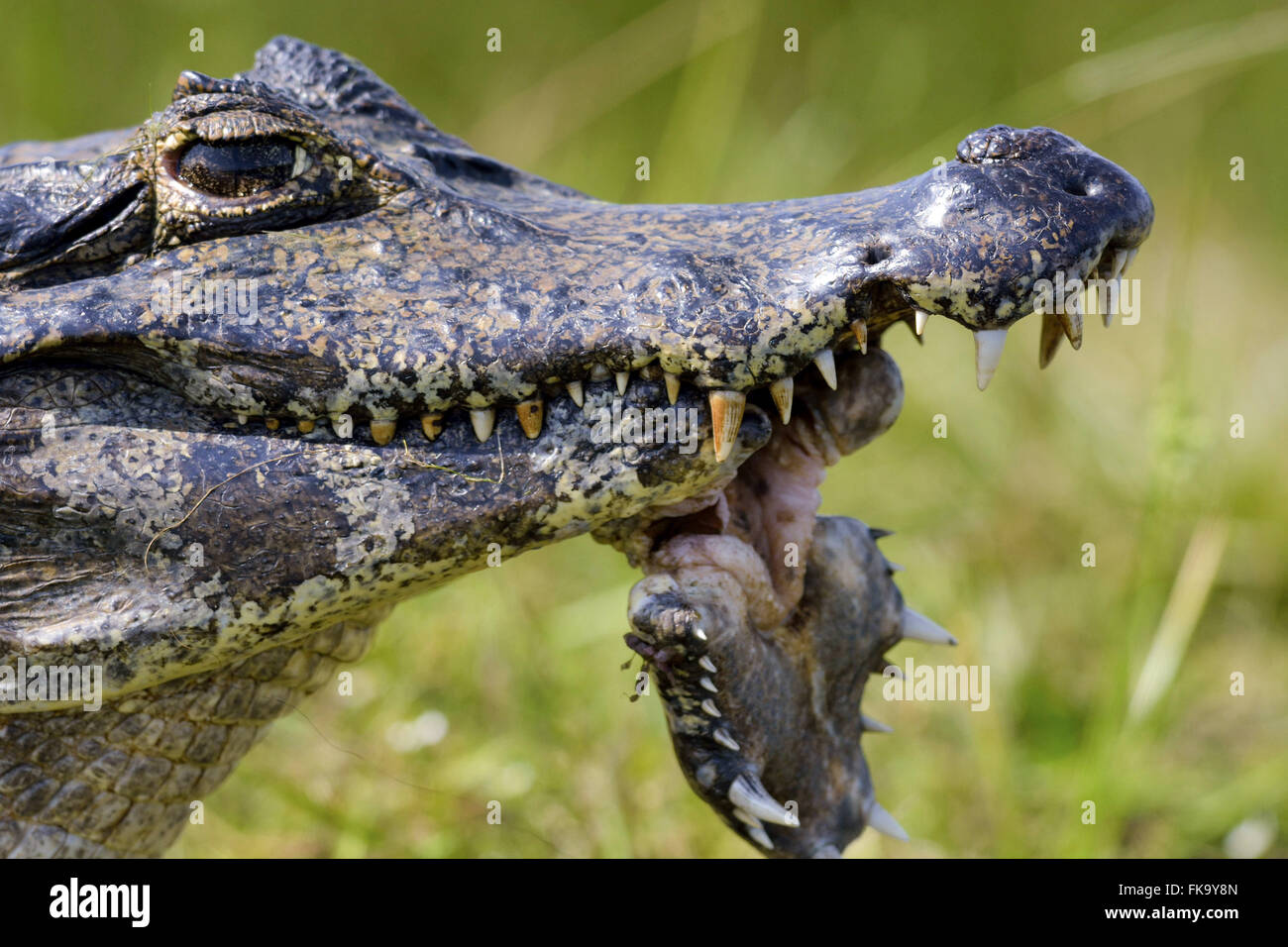 Crocodile Skull. Toothy Crocodile Muzzle Skeleton As an Interior Stock  Photo - Image of predator, crocodile: 243126674