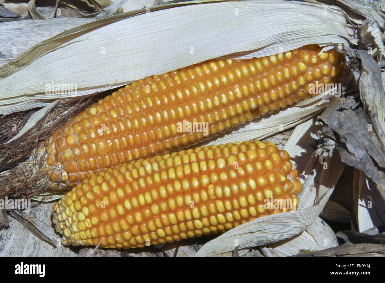Detail of dried corn cob small farm Stock Photo Alamy