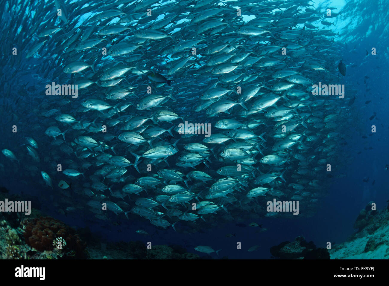 school of Jackfish at Sipadan Island,Borneo,Malaysia Stock Photo