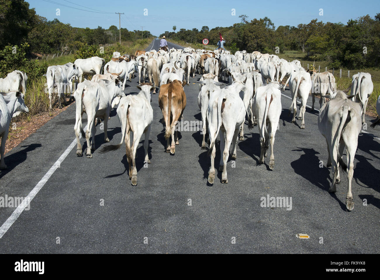 Peão boiadeiro tocando gado em fazenda do Pantanal Sul, Pulsar Imagens