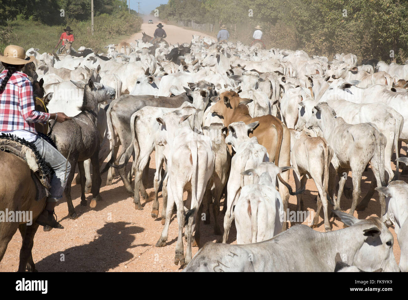 Boiada hi-res stock photography and images - Alamy